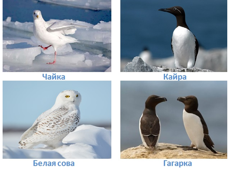 6 prirodnye zony rossii