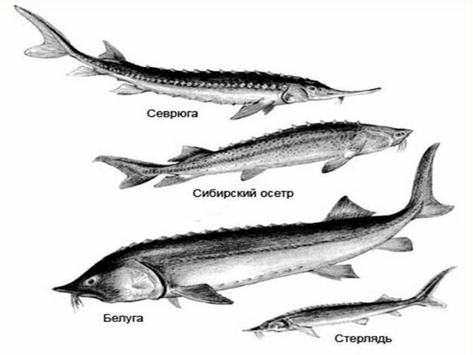 Отличие осетра от стерляди фото