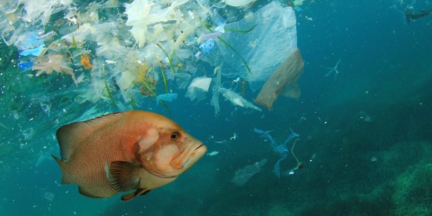 Глобальные проблемы: загрязнение океана