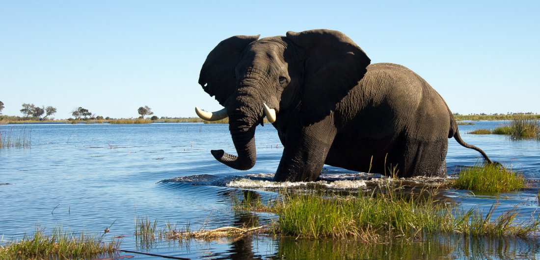 elephants-in-the-kruger-national-park