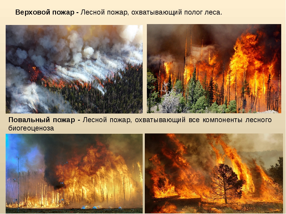 Лесной пожар задачи. Верховой пожар. Природные пожары ОБЖ. Типы пожаров в лесу.