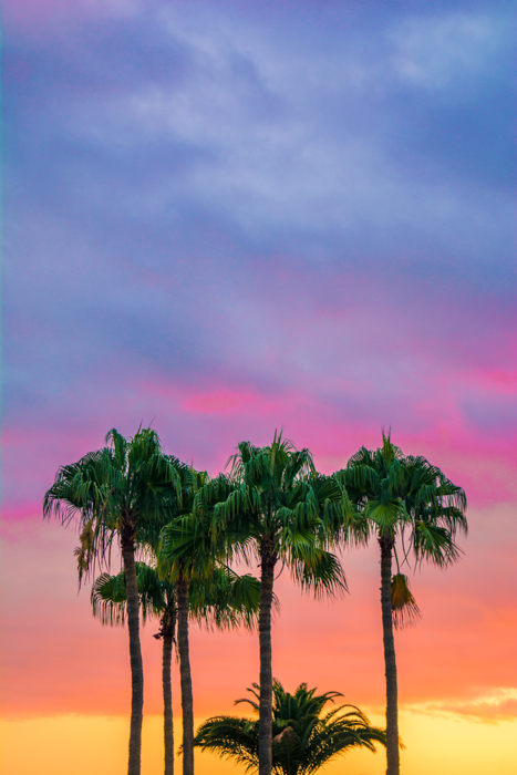 a group of palm trees in front a colorful sky at sunset