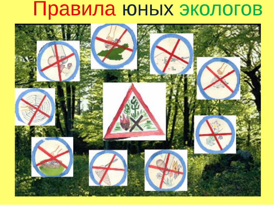 Какие знаки можно увидеть в лесу