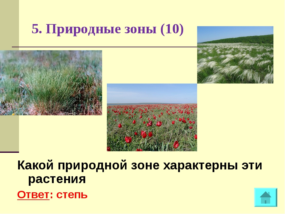 Примеры растений в разных природных зонах. Растения природных зон. Растения различных природных зон. Растительный мир природных зон. Растительность степи.