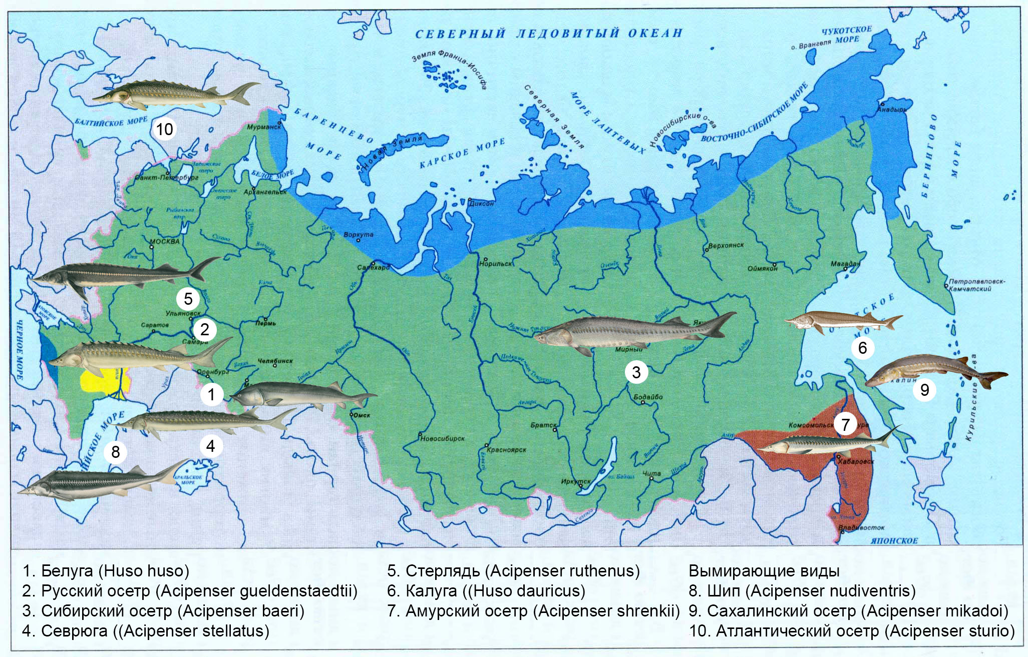 Ареалы обитания рыб. Ареал обитания осетровых рыб в России. Осетровые рыбы ареал распространения. Ареал обитания стерляди в России. Ареал обитания осетровых рыб в России карта охвата.