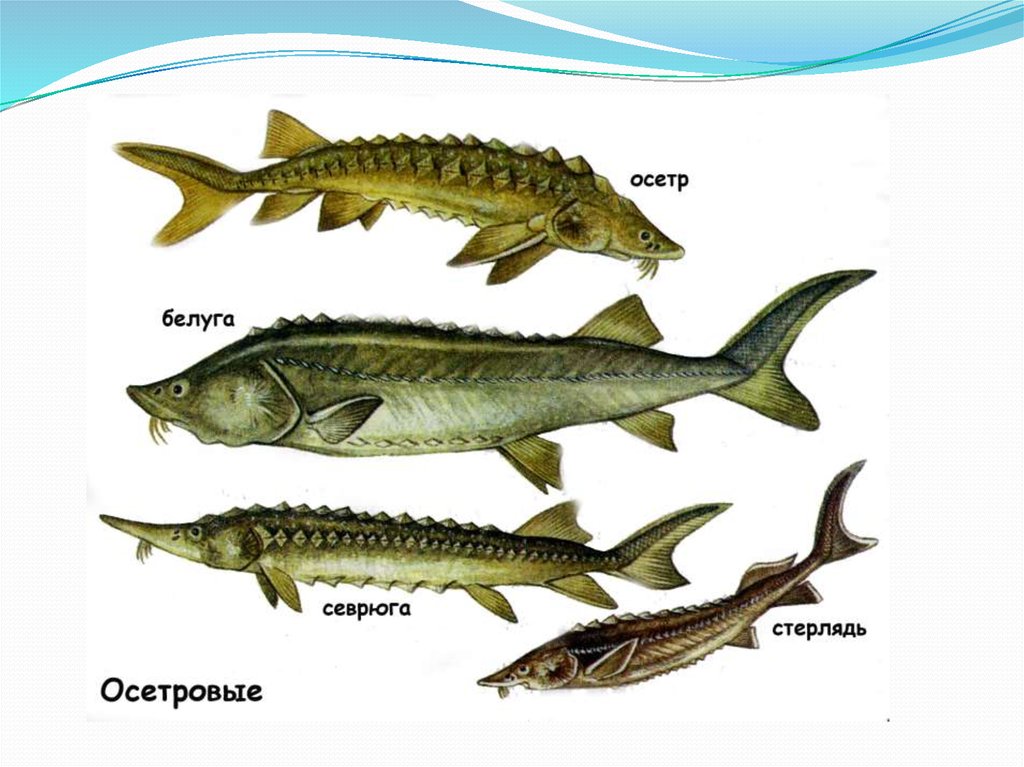 Отличие осетра от стерляди фото