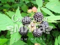 Малина Rubus occidentalis