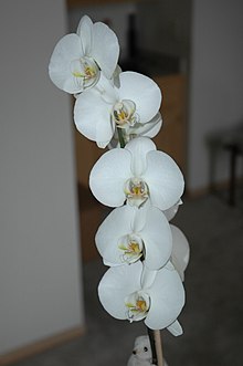 Graceful white orchid