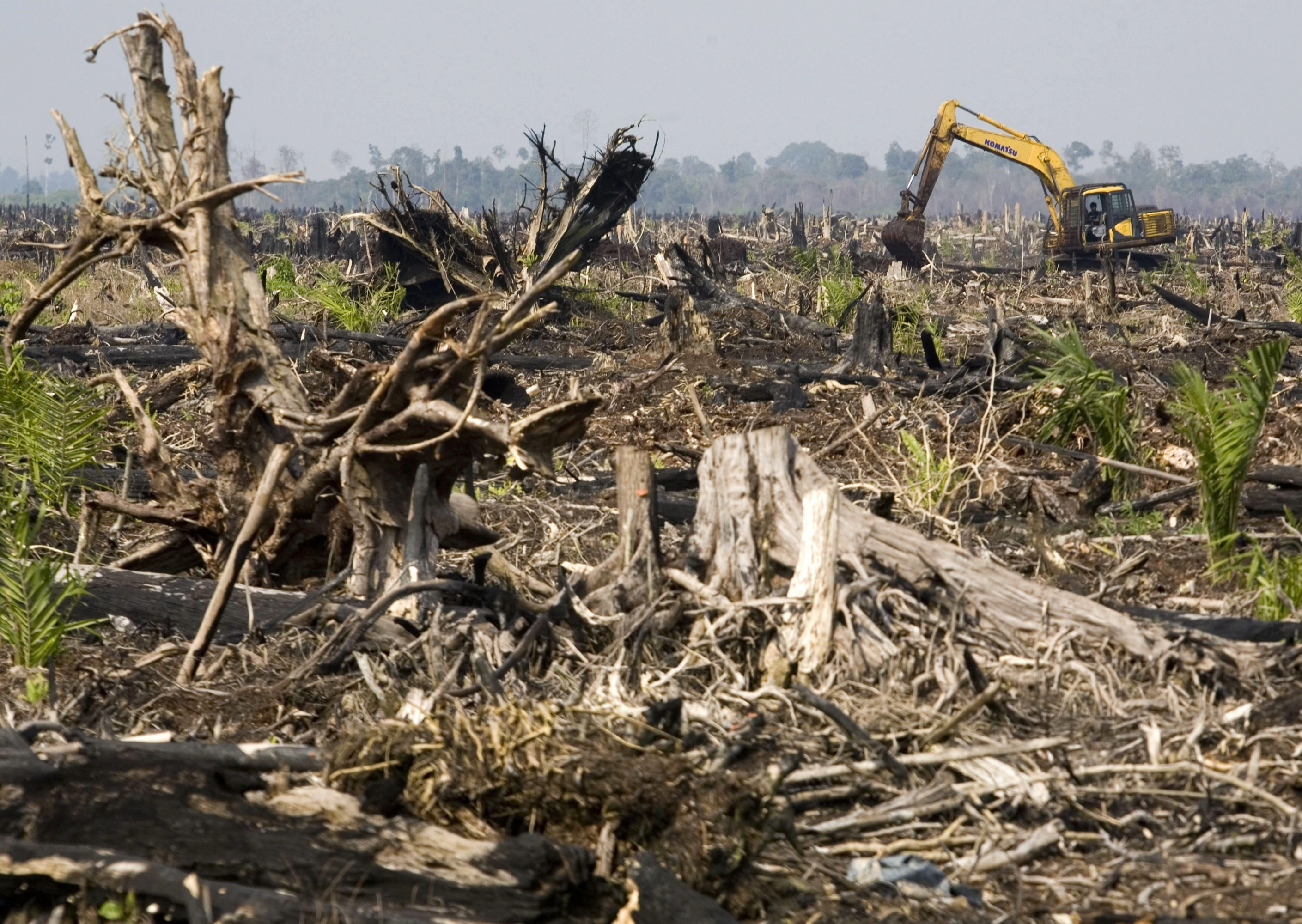 Destroying nature. Уничтожение растительности. Последствия вырубки лесов. Истребление растений. Экологическая катастрофа в лесу.