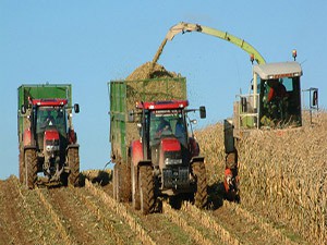 Сбор урожая пшеницы 