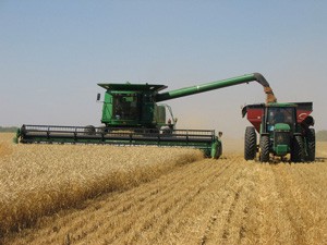 Работа комбайна во время сбора урожая пшеницы 