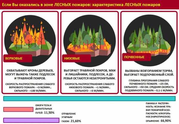 Проект как вести себя в лесу