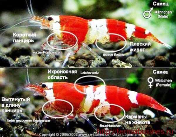 Строение креветки схема