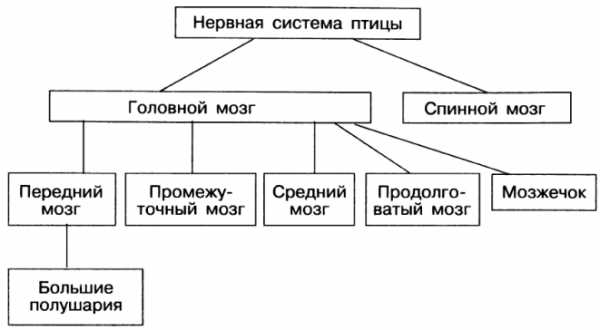 Где используется схема разновидностей информатика 6 класс