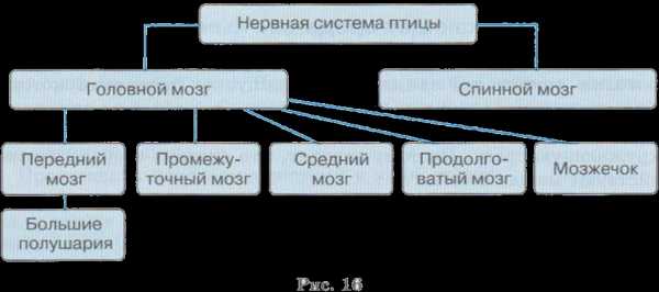 Какой уровень intranet системы не описывается трехъярусной моделью организации приложений